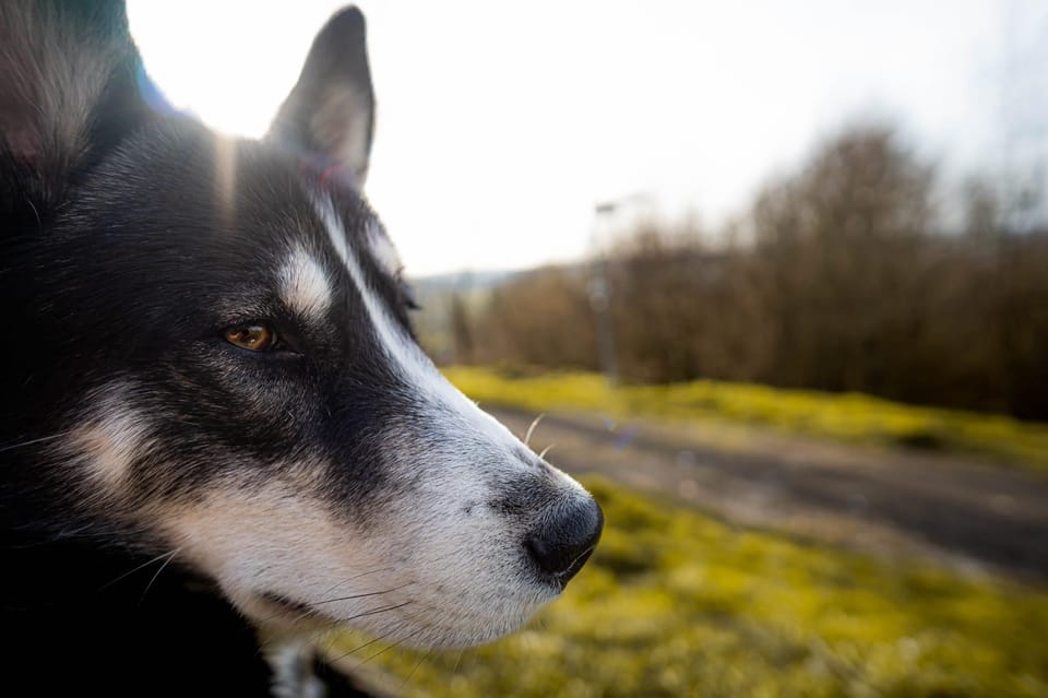 Husky Experience Hiking Althütte - Frequently Asked Questions