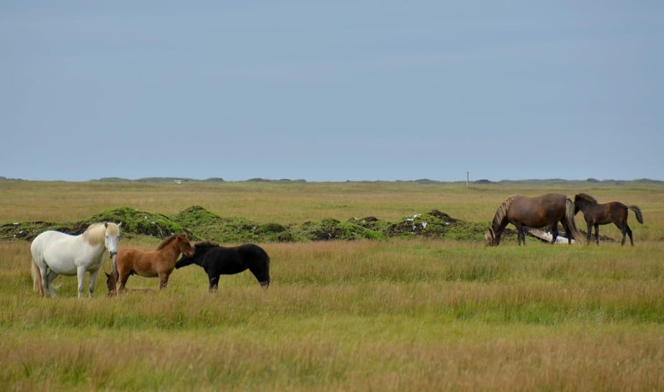 Iceland: Iceland Complete 10 Day Multiday Guided Tour - Frequently Asked Questions