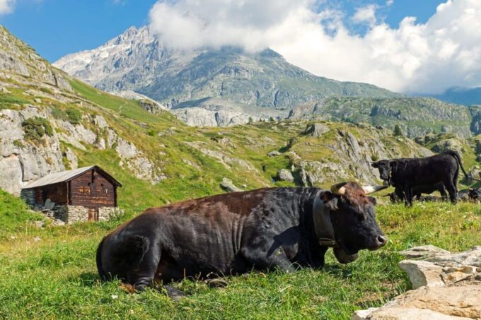 Interlaken: 6 Days Private Trekking Swiss Alps - Frequently Asked Questions