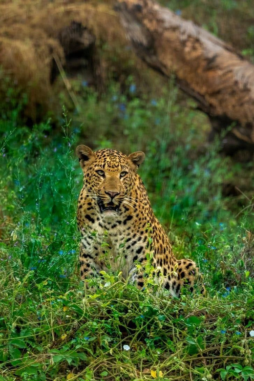 Jaipur: Leopards Safari Tour at Jhalana L Spot Wild Animals - The Sum Up