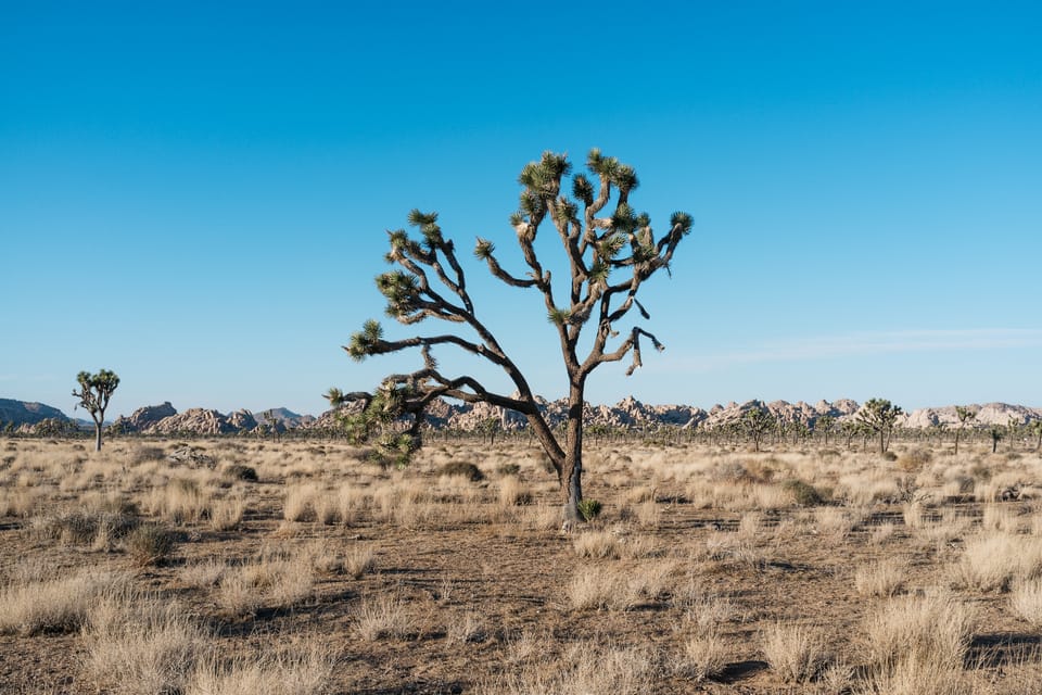 Joshua Tree: Keys View Iconic Driving Tour - Frequently Asked Questions