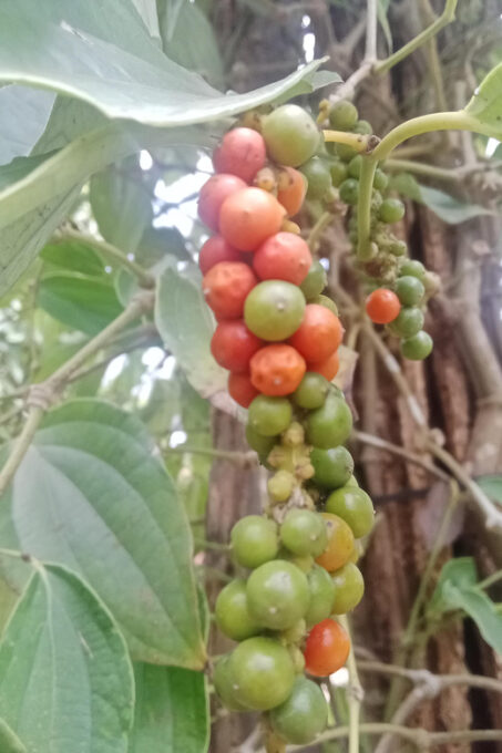 Kampot Tours- La Plantation and Kep-.Crab Market - Frequently Asked Questions