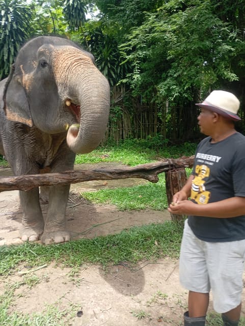 Koh Lanta:Mangrove + Elephant Camp Half Day Tour - Frequently Asked Questions