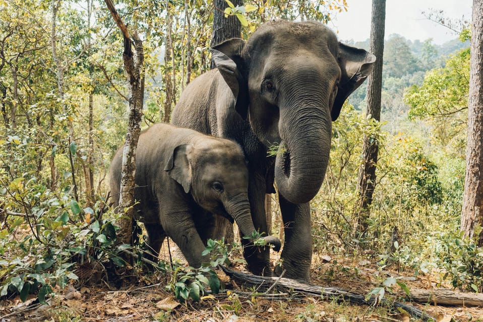 Krabi: Ethical Elephant Care Experience With Hotel Transfer - Frequently Asked Questions