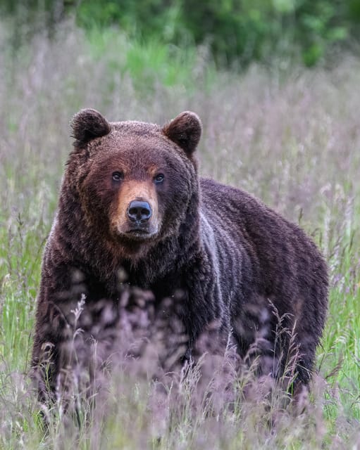Kuusamo: Bear Watching Evening - Frequently Asked Questions