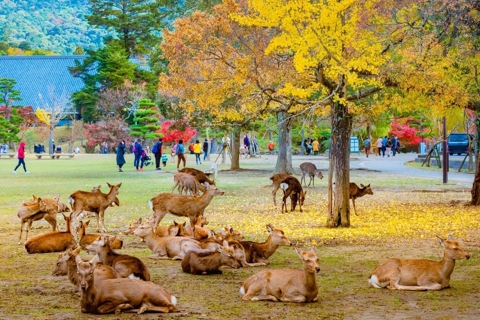 Kyoto/Osaka: Kyoto and Nara Customized Private Guided Tour - Frequently Asked Questions