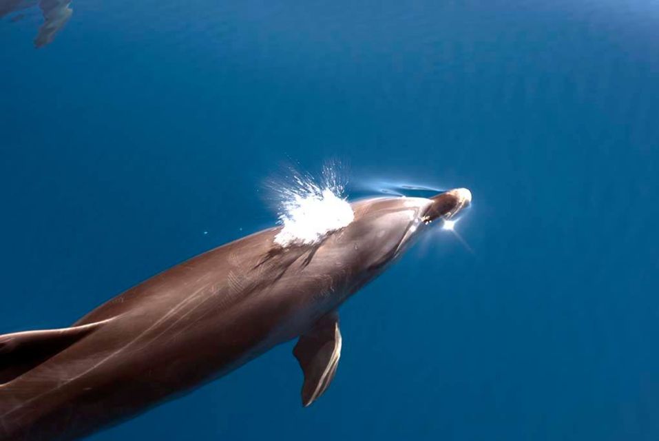 La Palma: 3-Hour Dolphin and Whale Watching Experience - Frequently Asked Questions