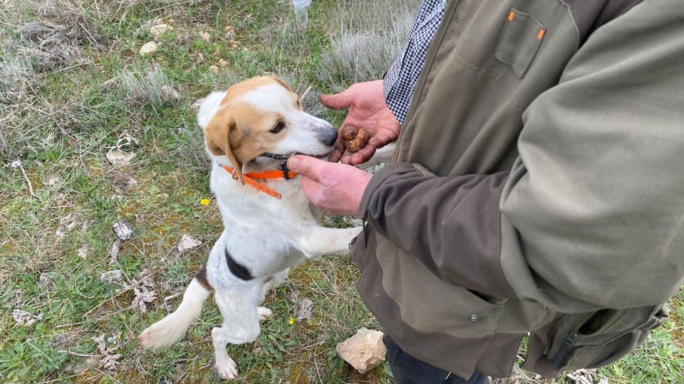 Laconi: Truffle Hunting Experience With Aperitif - Frequently Asked Questions