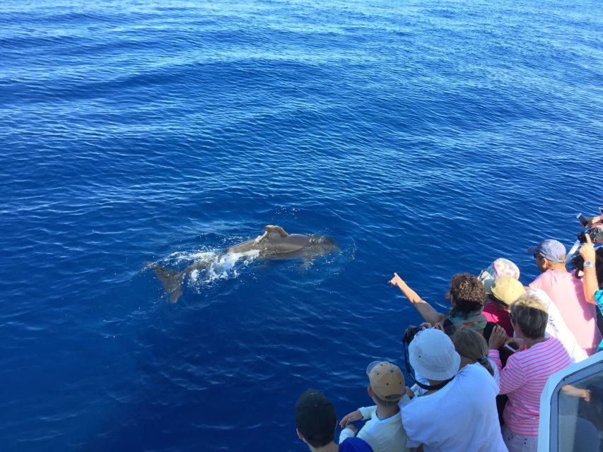 Loading: Scandola, Girolata, and Piana Afternoon Boat Tour - Frequently Asked Questions