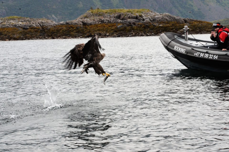 Lofoten: Trollfjord Sea Eagle Safari by RIB Boat - Frequently Asked Questions