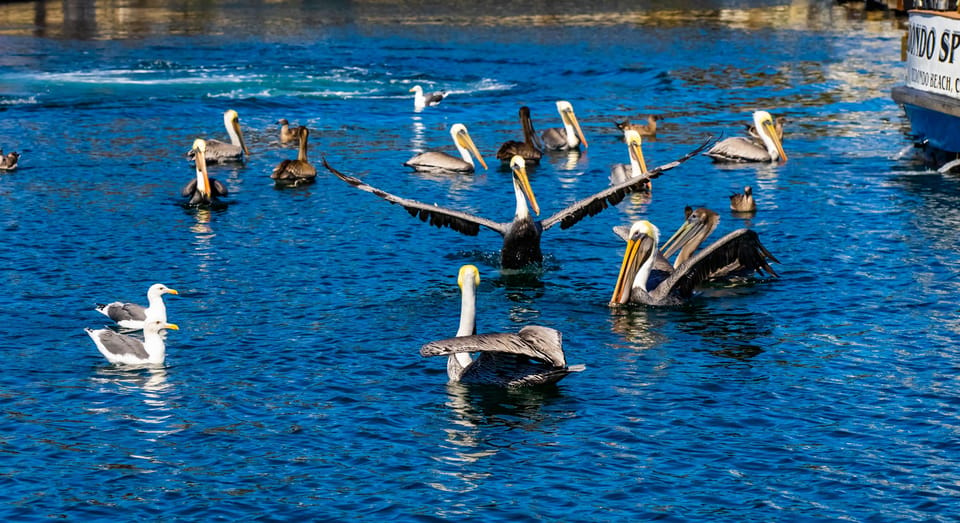 Los Angeles: Redondo Beach Glass Bottom Boat Cruise - Frequently Asked Questions