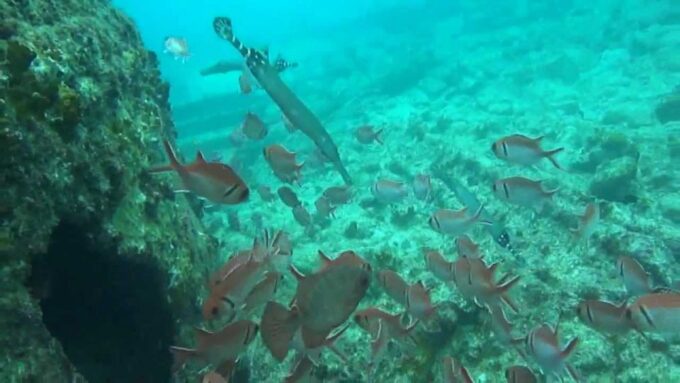Maio: Reef Snorkeling - Frequently Asked Questions