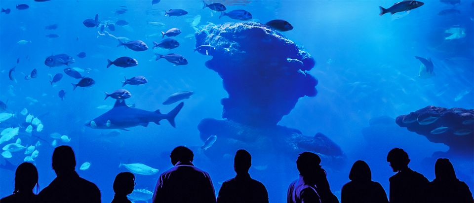 Mallorca: Palma Aquarium Entry Ticket W/ Optional 3D Cinema - Frequently Asked Questions