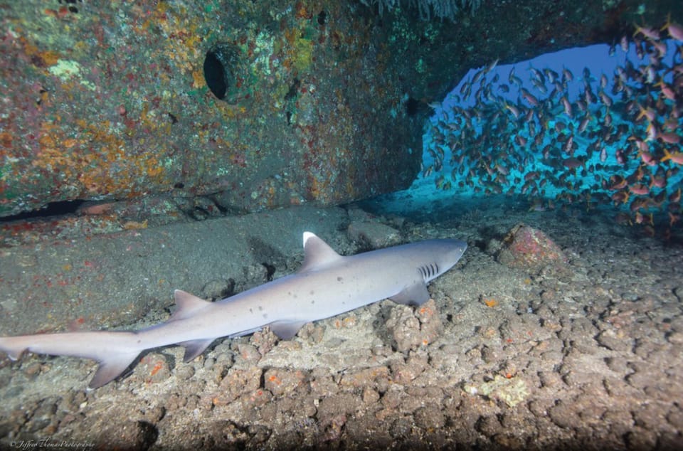 Maui: Small Group 2 Tank Shark & Turtle SCUBA Dive by Boat - Frequently Asked Questions