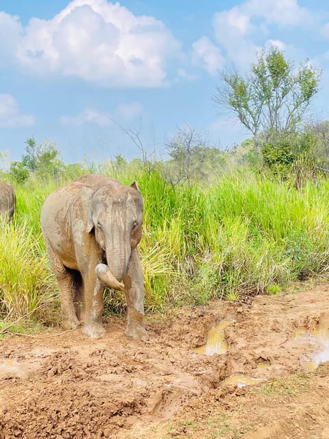 Minneriya Park Jeep Safari With Tickets Include Pickup Drop - Frequently Asked Questions