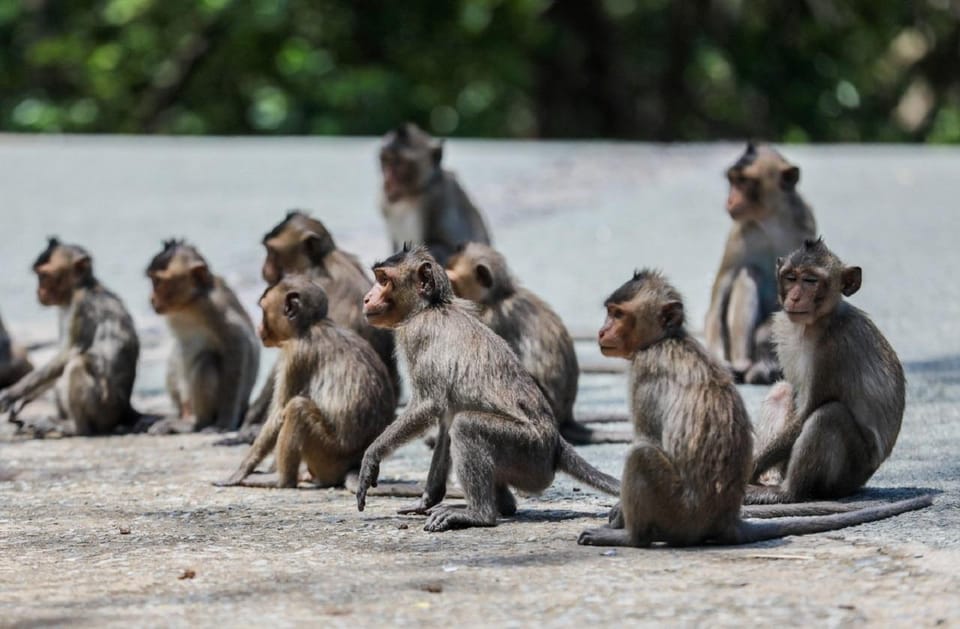 Monkey Island + Can Gio Mangrove Forest - Shared Tour - Frequently Asked Questions