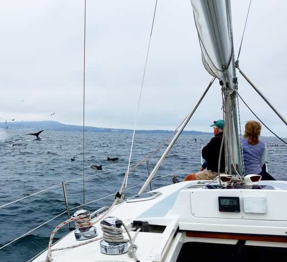 Monterey: Private Whale Watching/Sailing Tour for 6 - Frequently Asked Questions