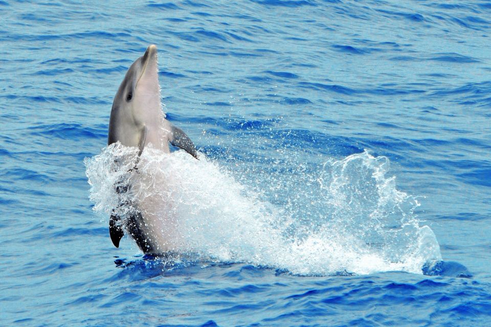 Morro Jable: Dolphin & Whale Watching Cruise, Drinks & Swim - Frequently Asked Questions