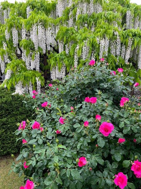 Most Beautiful Great Wisteria in the World - Recap