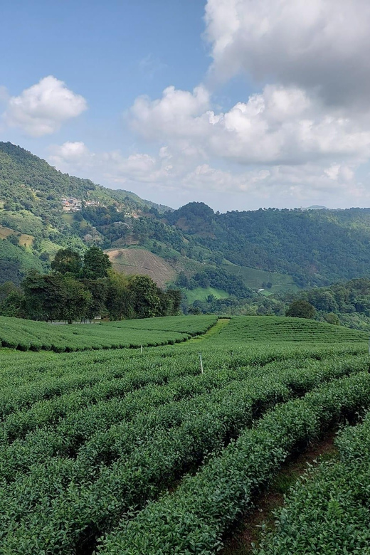 Mountains Discovery:Doi Mae Salong & Doi Tung (Private Tour) - Frequently Asked Questions