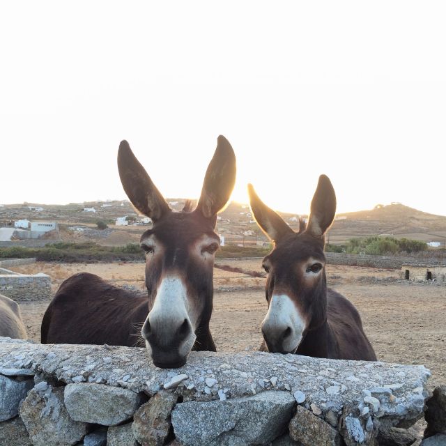 Mykonos: Full-Day Sightseeing Tour With Lunch - Frequently Asked Questions