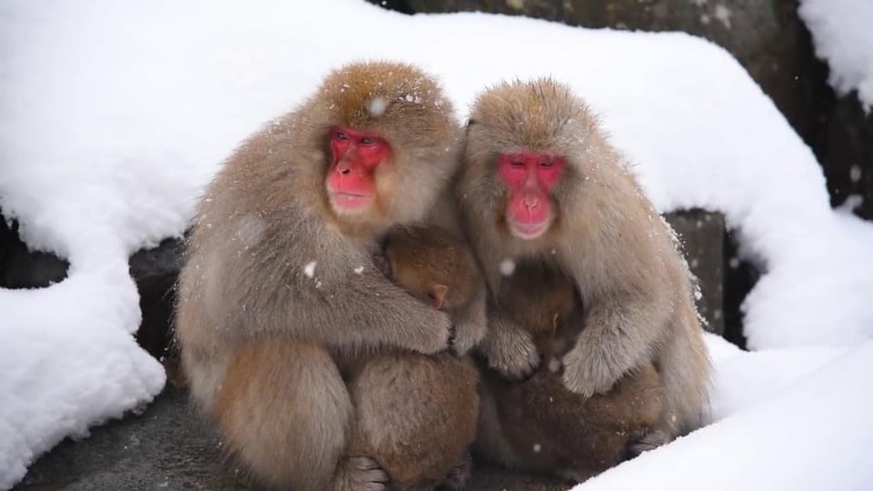 Nagano: Snow Monkeys, Zenkoji Temple & Sake Day Private Tour - Frequently Asked Questions