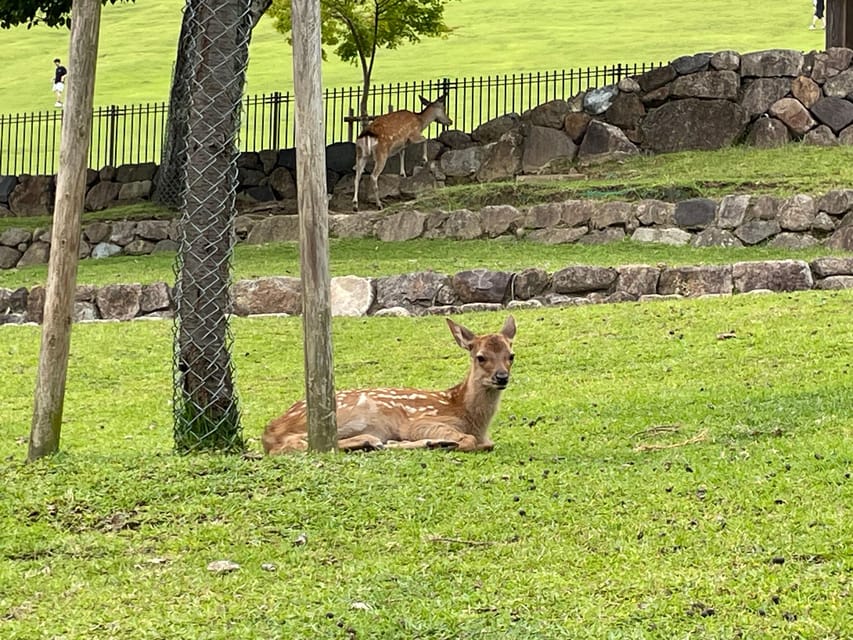 Nara: 1 Day Local Guide– Big Buddha, Deer, Shrine, Old Town - Recap