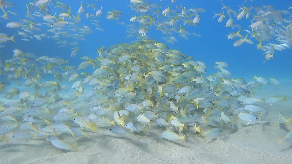 Oahu: Marine Ecology Snorkel Tour - Frequently Asked Questions