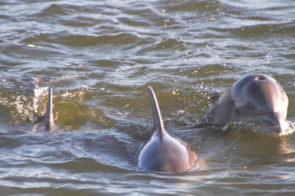 Orange Beach: Dolphin-Watching Sunset Catamaran Cruise - Frequently Asked Questions