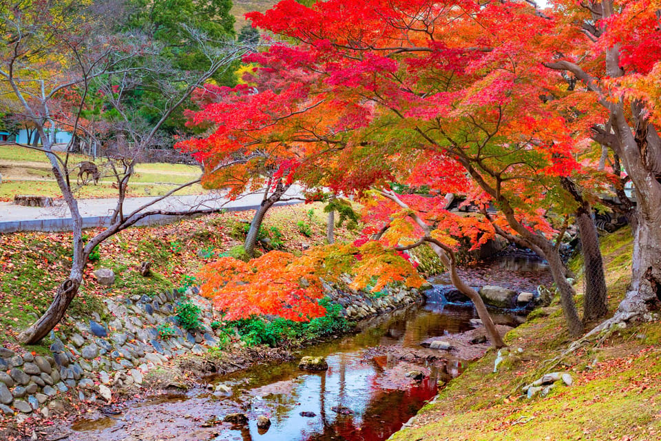 Osaka: Kyoto World Heritage & Nara Cute Deer 1-Day Bus Tour - Recap