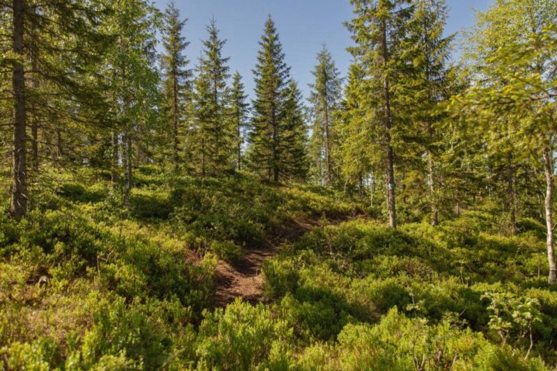 Oslo: Vettakollen Hike With Oslofjord View - Detailed Itinerary