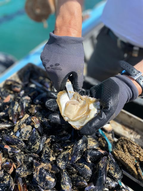 Oyster Farm Experience-Private Day Trip From Dubrovnik - Frequently Asked Questions