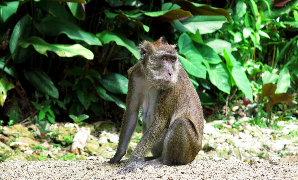 Panglao: Dao, Forests, and Tarsier Sanctuary Tour With Lunch - Frequently Asked Questions