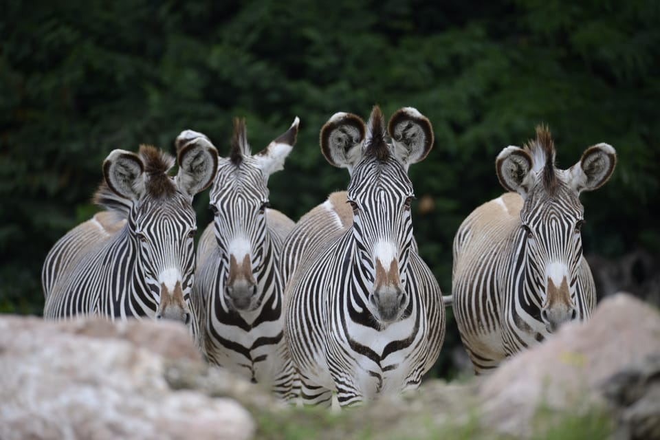 Parco Natura Viva: Garda Zoological Park Ticket - Frequently Asked Questions