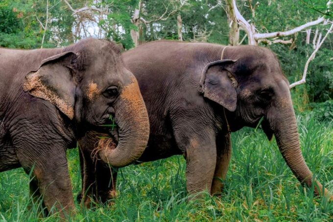 Phuket: Elephant Sanctuary Gentle Giants Feeding Adventure - Frequently Asked Questions
