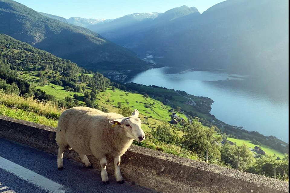 Private Guided Tour to Oslo Nærøyfjord Cruise & Flåm Railway - Frequently Asked Questions