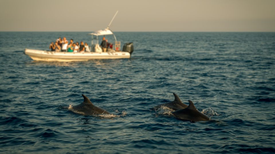 Private Panorama With Snorkeling and Dolphins Tour in Poreč - Frequently Asked Questions