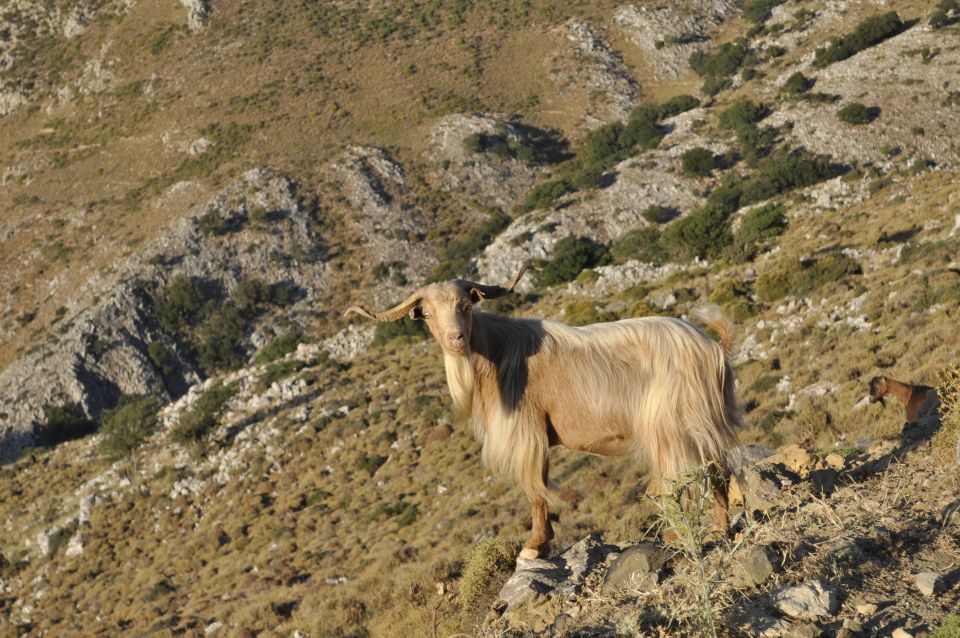 Private Tour Lasithi Zeus Cave Olive Oil Factory &Shepherd - Frequently Asked Questions