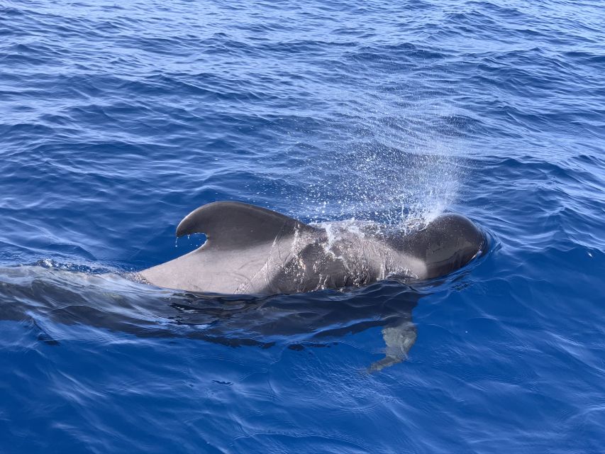 Puerto Colon : Whale & Dolphins Sailing Excursion - Frequently Asked Questions