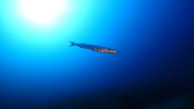 Puerto Del Carmen: Try Scuba Diving From the Beach - Frequently Asked Questions