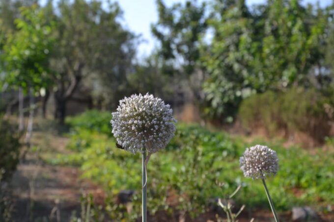 Puglia: Gin Distillery Tour in a 19TH Century Pajara - Frequently Asked Questions