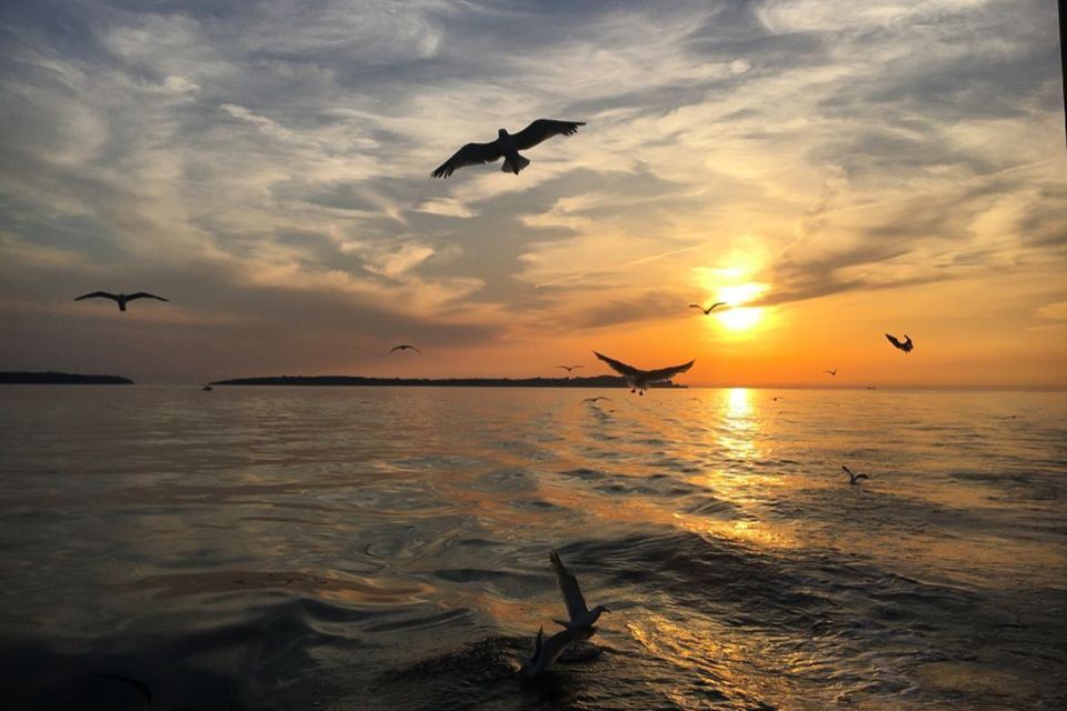 Pula: Dolphin Watching Sunset Cruise With Dinner & Drinks - Frequently Asked Questions