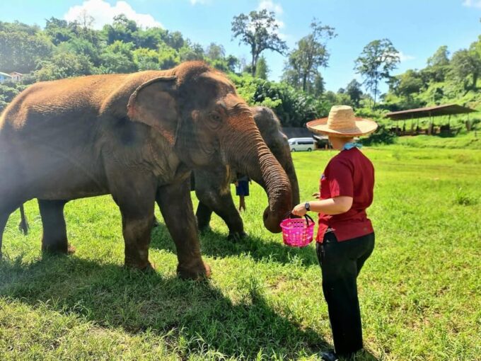 Rantong Elephant Sanctuary Chiangmai - Frequently Asked Questions