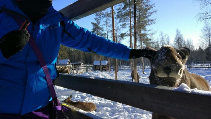 Ranua Wildlife Park Guided Tour From Rovaniemi - Frequently Asked Questions