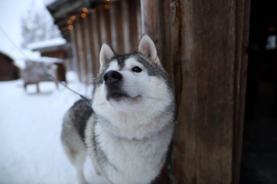 Reindeers, Husky and Santa Claus Village Summer Combo Tour - Frequently Asked Questions