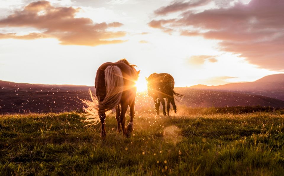 Reykjavik: Golden Circle, Tomato Farm and Kerið Crater Tour - Frequently Asked Questions