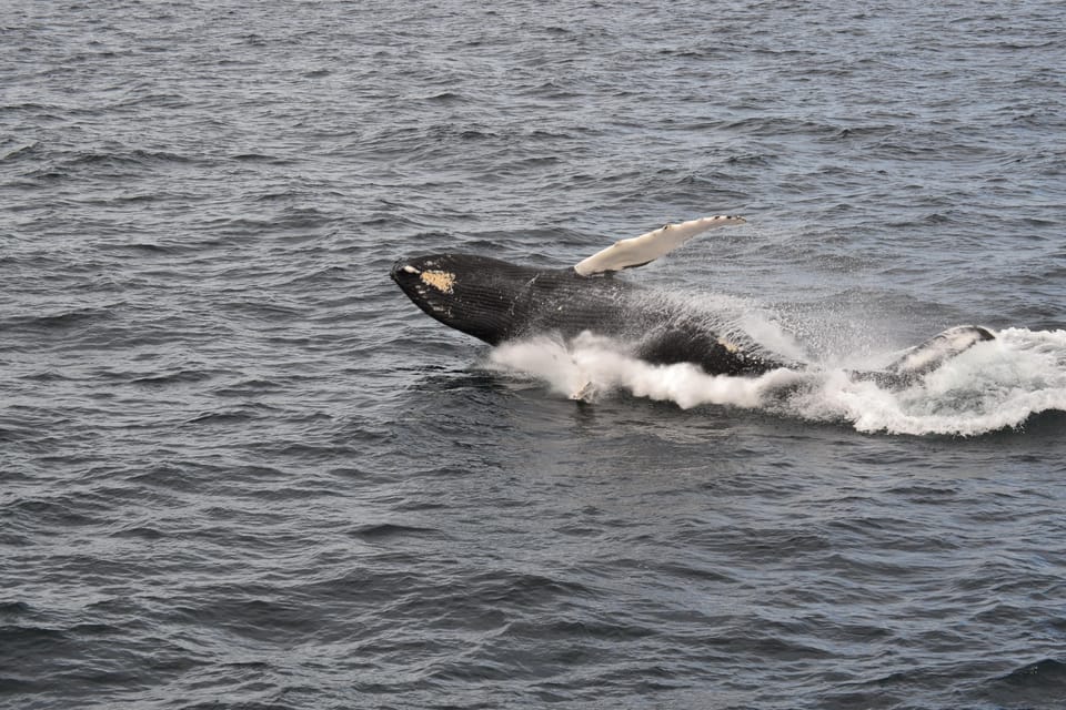 Reykjavik: Whale Watching Morning Expedition - Frequently Asked Questions