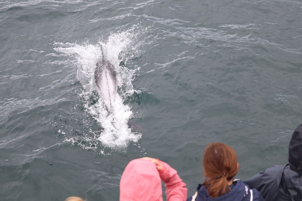 Reykjavik: Whale Watching & Northern Lights Combo Cruise - Frequently Asked Questions