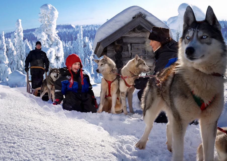 Rovaniemi: Full-Day Highlights Tour With Buffet Lunch - Frequently Asked Questions