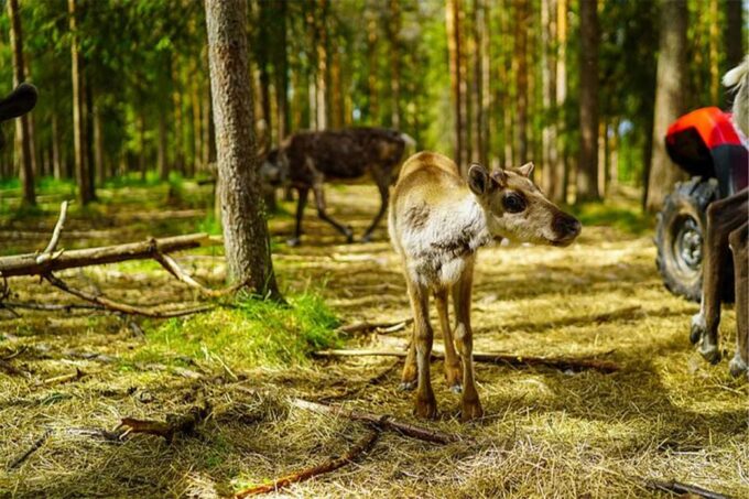 Rovaniemi: Reindeer Farm Visit in the Summer - Frequently Asked Questions
